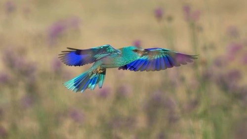 Blue racquet (Coracias garrulus), with beetle in its beak flying through a flower meadow, Kiskunság
