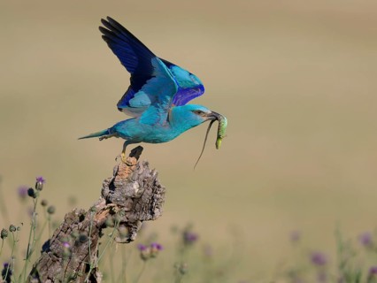 Blue racquet (Coracias garrulus), starting from sitting room in a flower meadow with captured sand