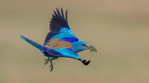 Blue racke (Coracias garrulus), flying with insect in its beak, Kiskunság National Park, Hungary