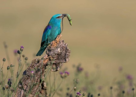 Blue racquet (Coracias garrulus) sitting in a flower meadow with captured sand lizard (Lacerta