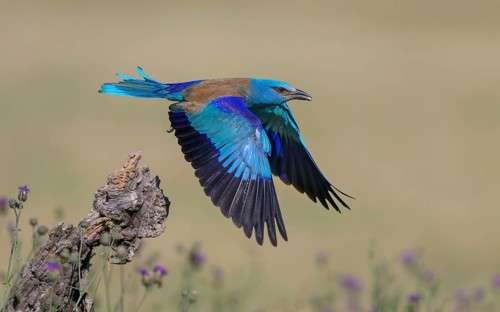 Blue racke (Coracias garrulus), starting from sitting room in a flower meadow with insect in its