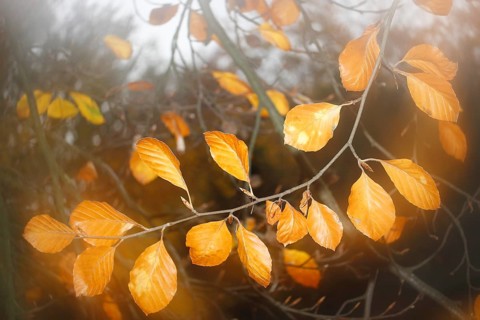 Beech (Fagus) leaves, close-up, alienation, in autumn, North Rhine-Westphalia, Germany