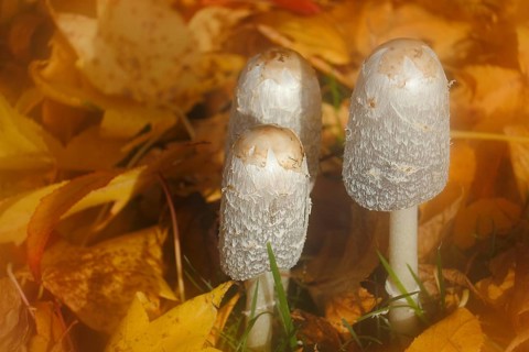 Schopftintling (Coprinus comatus), group in autumn leaves, alienation, North Rhine-Westphalia,