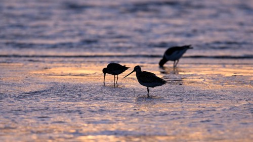Pod-tailed woodcock (Limosa lapponica) in backlight on the beach, Texel, North Holland, the