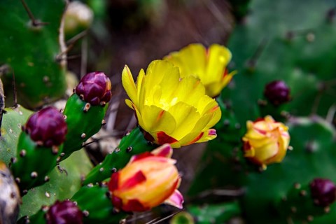 Detail of an Opuntia cactus full of yellow flowers and buds, Minas Gerais, Brazil