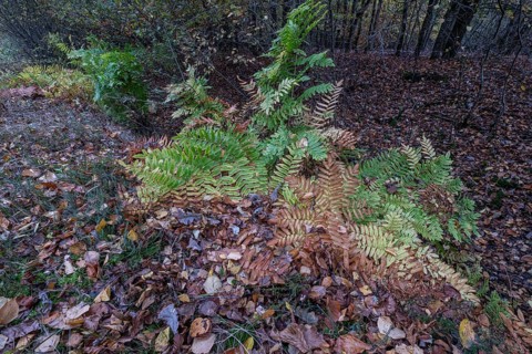 Royal fern (Osmunda regalis) in autumn leaves, Emsland, Lower Saxony, Germany