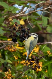 Blue tit (Cyanistes caeruleus) adult bird in a hedgerow feeding on blackberries in summer, England,