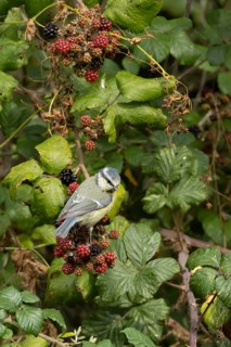 Blue tit (Cyanistes caeruleus) adult bird in a hedgerow on blackberries in summer, England, United