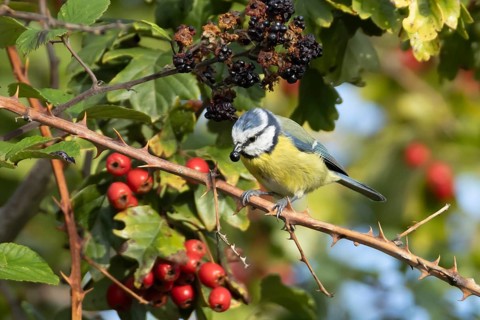 Blue tit (Cyanistes caeruleus) adult bird in a hedgerow feeding on blackberries in summer, England,