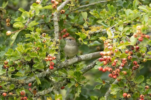 Eurasian blackcap (Sylvia atricapilla) adult female bird in a Hawthorn hedgerow with red berries in