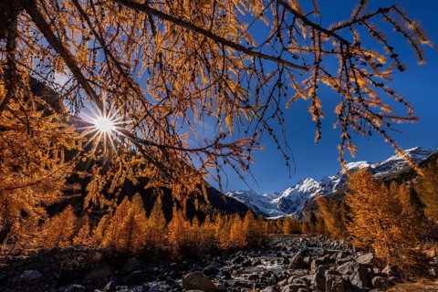 River, larch forest, autumn color, autumn, mountains, glaciers, morning light, Morteratsch Valley,