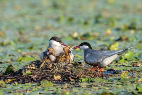 White-bearded terns (Childonias hybride) feeding with young birds on their nest, Danube Delta,