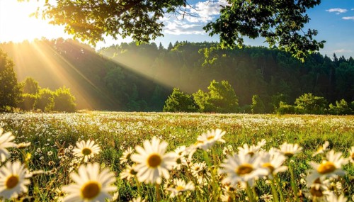 A sunlit meadow with daisies against a forest backdrop under a blue sky, Late summer country