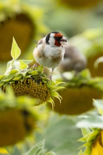 European goldfinch (Carduelis carduelis) adult bird feeding on a sunflower seed in a field of
