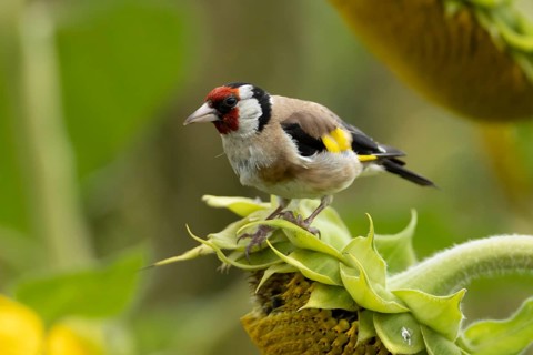 European goldfinch (Carduelis carduelis) adult bird on a sunflower seedhead in a field of