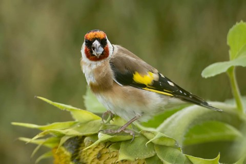 European goldfinch (Carduelis carduelis) adult bird feeding on a sunflower seed in a field of