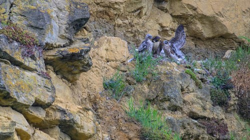 Peregrine falcon (Falco peregrinus), adult female in her habitat feeding nestlings in picturesque