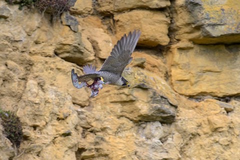 Peregrine falcon (Falco peregrinus), adult female flying with prey in front of picturesque rocky