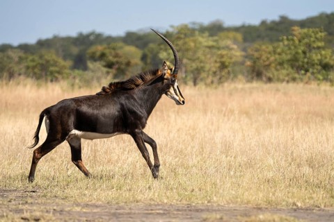 Sable Antelope (Hippotragus niger), side view of animal running to the right. Chobe National Park,