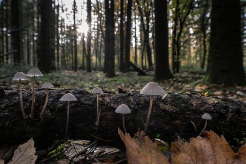Helmlinge (Mycena), Emsland, Lower Saxony, Germany