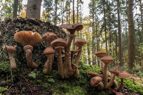 Common Hallimash (Armillaria ostoyae), Emsland, Lower Saxony, Germany