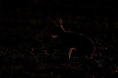 European brown hare (Lepus europaeus) adult animal backlit in a farmland field in summer, England,