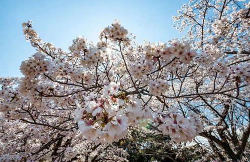 Cherry tree blossoms in spring, Yoyogi Park, Hanami Festival, Shibuya Ward, Shibuya District,