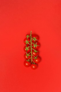 Tomatoes, tomato vine on red background