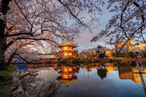 Shinobazunoike Bentendo temple reflected in lake at sunset, Shinobazu pond, lakeside cherry blossom