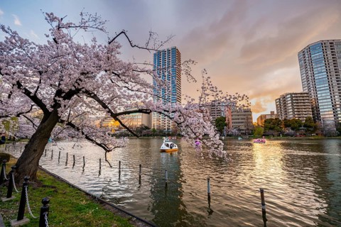 Paddleboats in lake at sunset, Shinobazu pond, lakeside cherry blossoms in spring, Hanami Festival,