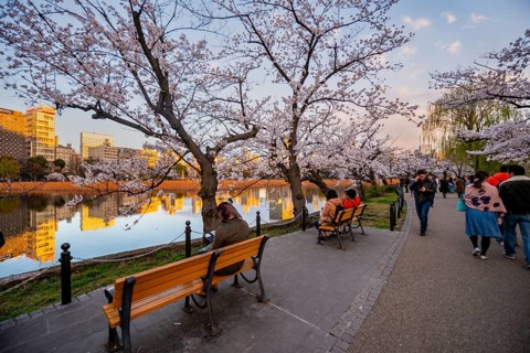 Visitors sitting on lakeside benches, lakeside path at sunset, Shinobazu pond, lakeside cherry