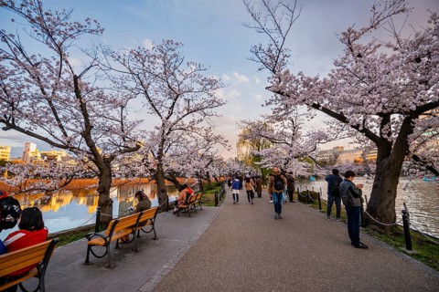 Lakeside path at sunset, Shinobazu Pond, lakeside cherry blossoms in spring, Hanami Festival, Ueno