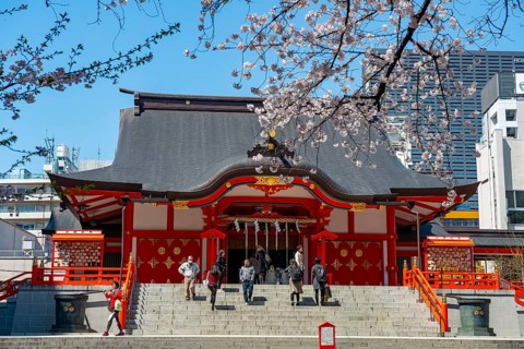 Shinto Shrine main building, Hanazono Shrine, cherry trees blooming in spring, Shinjuku City, Tokyo