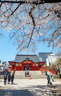Shinto Shrine main building, Hanazono Shrine, cherry trees blooming in spring, Shinjuku City, Tokyo