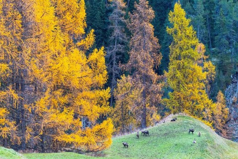 Chamois (Rupicapra rupicapra) in front of yellow larches (Larix), autumn, Zernez, Engadin,