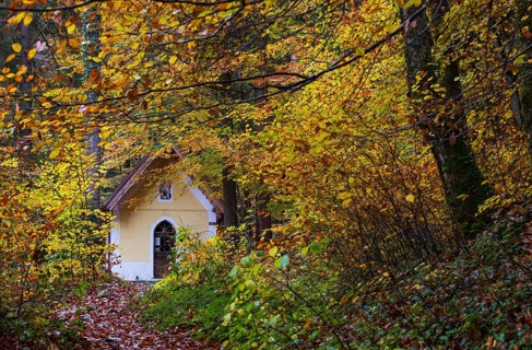 Deciduous trees, colorful autumn forest with counter chapel, Sankt Lorenz, Mondseeland,
