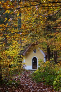 Deciduous trees, colorful autumn forest with counter chapel, Sankt Lorenz, Mondseeland,