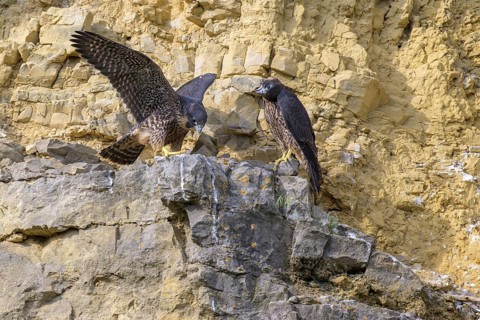 Peregrine falcon (Falco peregrinus), Peregrine falcon, young birds resting in a rock face,