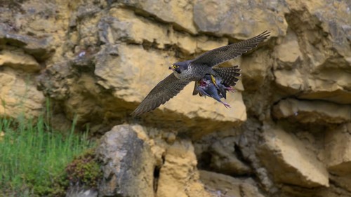 Peregrine falcon (Falco peregrinus), Peregrine falcon, flying with prey on a rock wall, biosphere