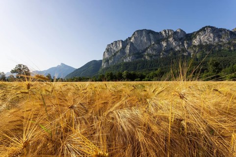 Agricultural Landscape, Hordeum Vulgare, Barley Field with Drachenwand and Schafberg, Mondsee,