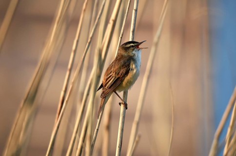 Reed warbler, (Acrocephalus schoenobaenus) singing in reeds, Schleswig-Holstein, Germany