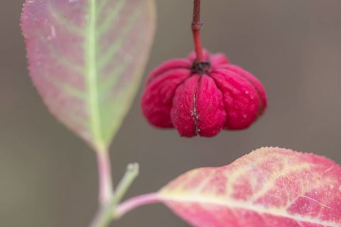 Common spindle bush (Euonymus europaeus), fruits, Emsland, Lower Saxony, Germany