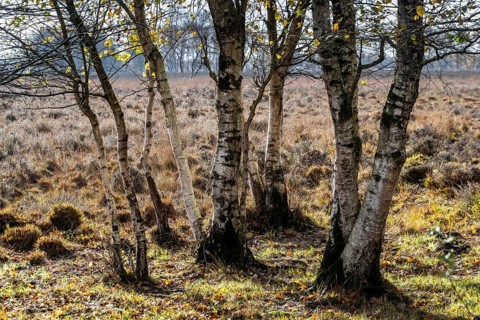 Birches (Betula pendula) in the moor, Emsland, Lower Saxony, Germany