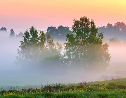 A misty field at sunrise with soft light illuminating trees and greenery, creating a serene