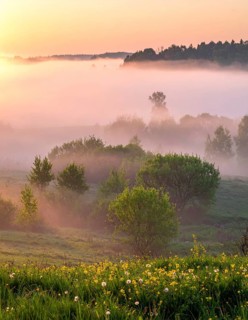 A misty field at sunrise with soft light illuminating trees and greenery, creating a serene