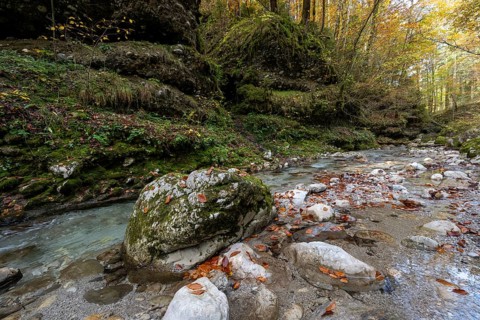 Stream in autumn, Gams, Styria, Austria
