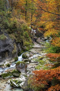 Stream in autumn in the Nothklamm, Gams, Palfau, Hieflau, Styria, Austria
