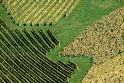 Typical landscape in autumn with vineyards, South Styrian hills, South Styrian wine route, Styria,