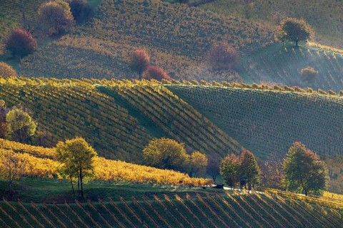 Sunrise, typical landscape in autumn with vineyards, South Styrian hills, South Styrian wine route,