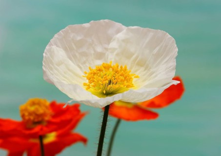 Icelandic poppy (Papaver nudicaule), flowers in the studio, painted background, North